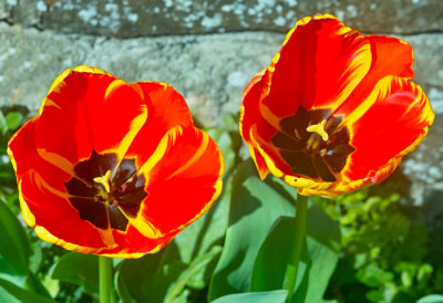 red and yellow tulips 2.jpg