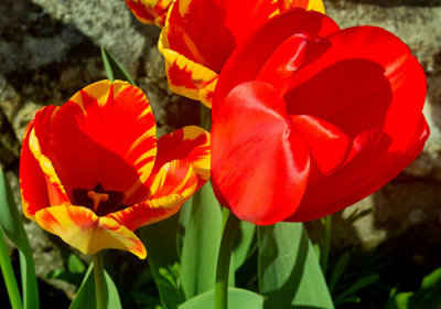 tulips 2.jpg