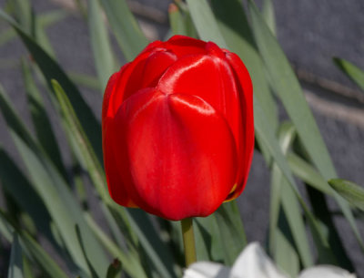 red tulip.jpg