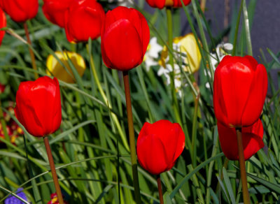 red tulips.jpg