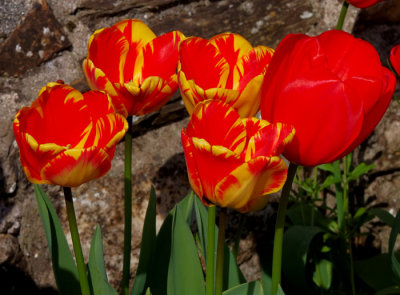 red and yellow tulips 1.jpg