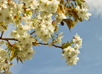 white cherry blossom 2.jpg