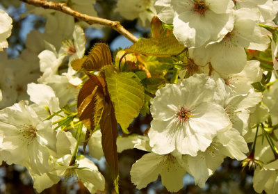 white cherry blossom.jpg