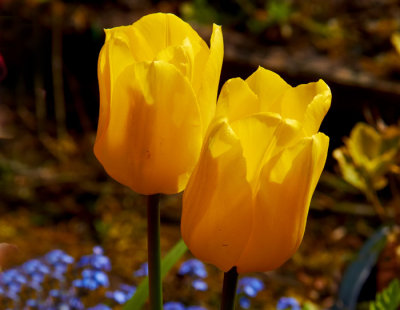 yellow tulips 2.jpg