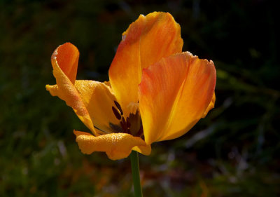 tulip 1.jpg