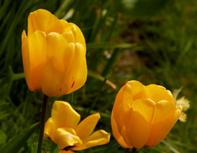 yellow tulips.jpg