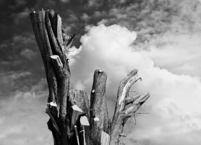 tree astump 2.jpg