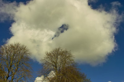 trees and clouds 2.jpg