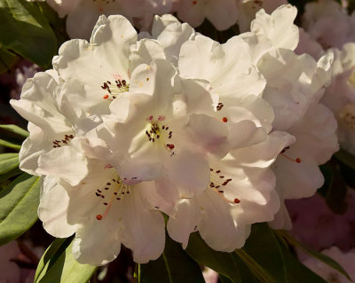 white rhododendron.jpg