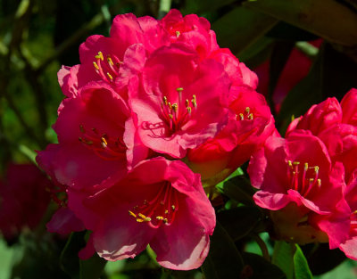 red rhododendron.jpg