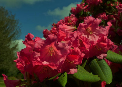 red rhododendron 5.jpg
