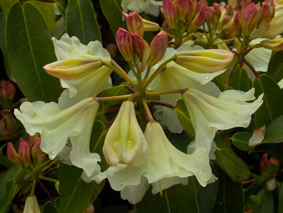 raindrops on rhododendron.jpg