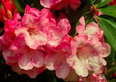 pink rhododendronn flowers 2.jpg