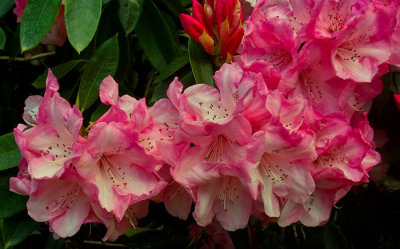 pink azaleas.jpg