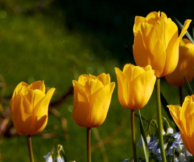 yellow tulips.jpg