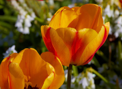red and yellow tulip.jpg
