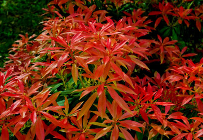 pieris formosa 2.jpg