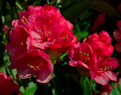 red rhododendron 2.jpg