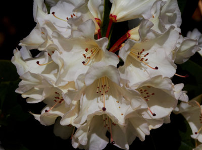 white rhodendron.jpg