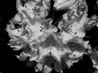 white rhodendron 2.jpg