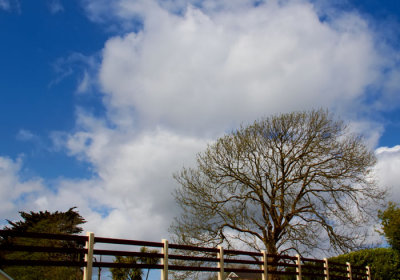 tree and clouds.jpg