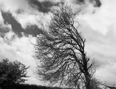 windswept tree