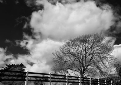 tree and cloud 2.jpg