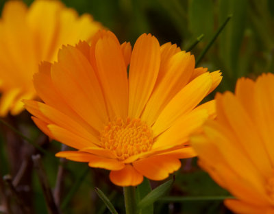 yellow flower 1.jpg