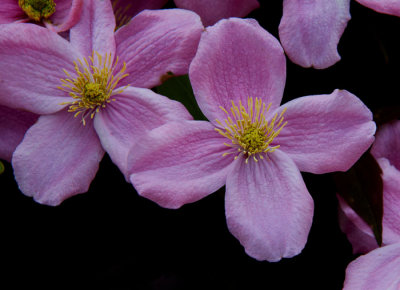 clematis.jpg