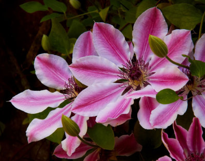 clematis nelly moser 2