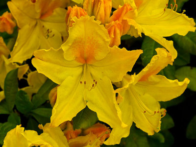 yellow rhodendron flower 8.jpg
