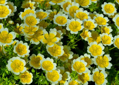 yelow flowers 2.jpg