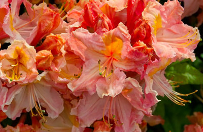 orange rhodo 1.jpg
