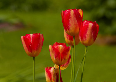 tulips.jpg