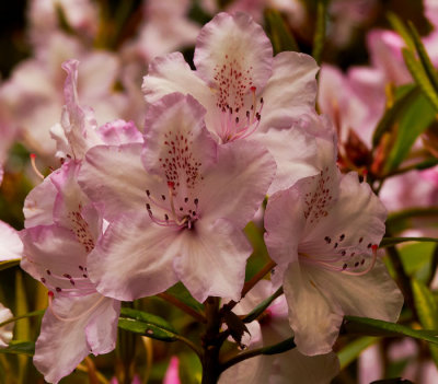 pink rhodo 1.jpg