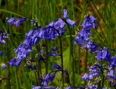 bluebells 3.jpg
