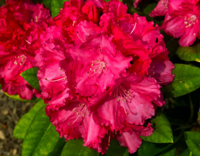 red rhoddendron.jpg
