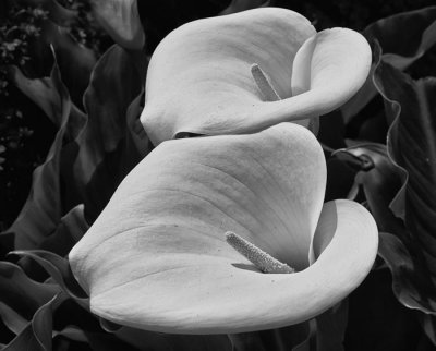 lilies 2.jpg