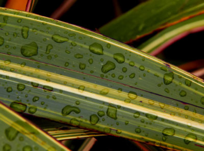 raindrops on leaf 2.jpg