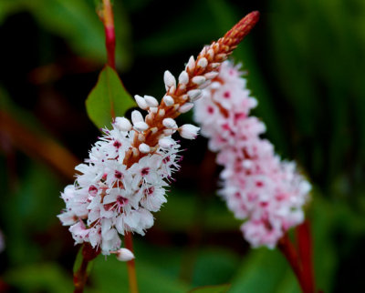 white flower.jpg