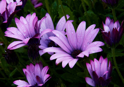 raindrops on flowers 7.jpg