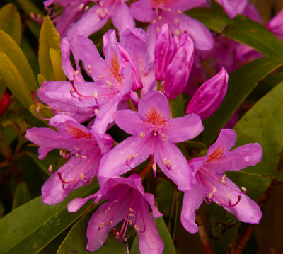 wwild rhodsdendron 2.jpg