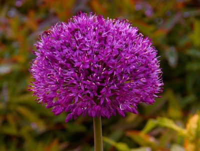 purple flower 2.jpg