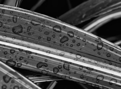 raindrops on leaf 3.jpg