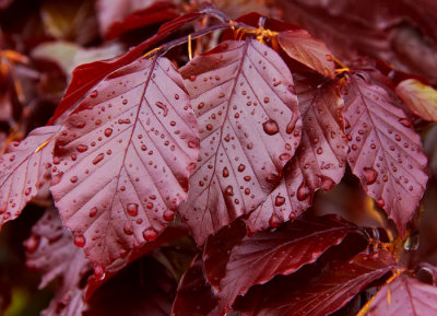 raindrops on copper  beech leaves.jpg