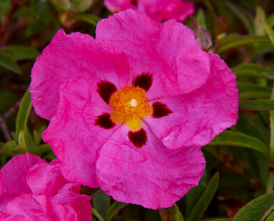 pink flower 2.jpg