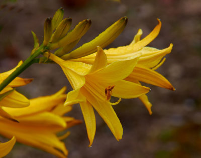 yellow day lily.jpg