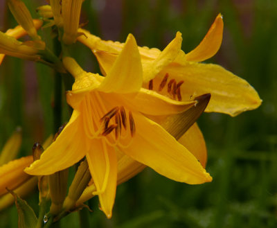 yellow day lily 2.jpg