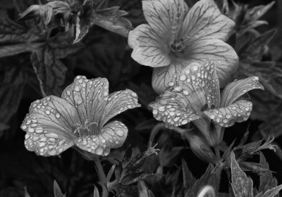 raindrops on flowers 1.jpg