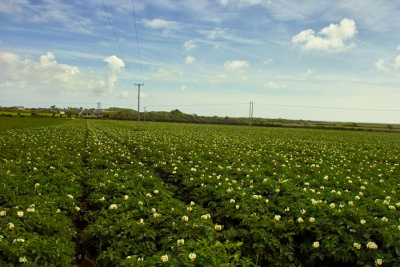 potato field.jpg